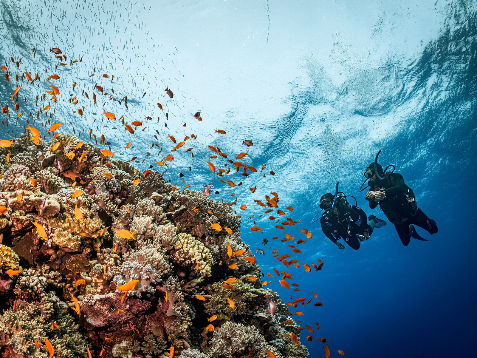 Day 4 & 5: Diving & Snorkeling at Red Sea Resort